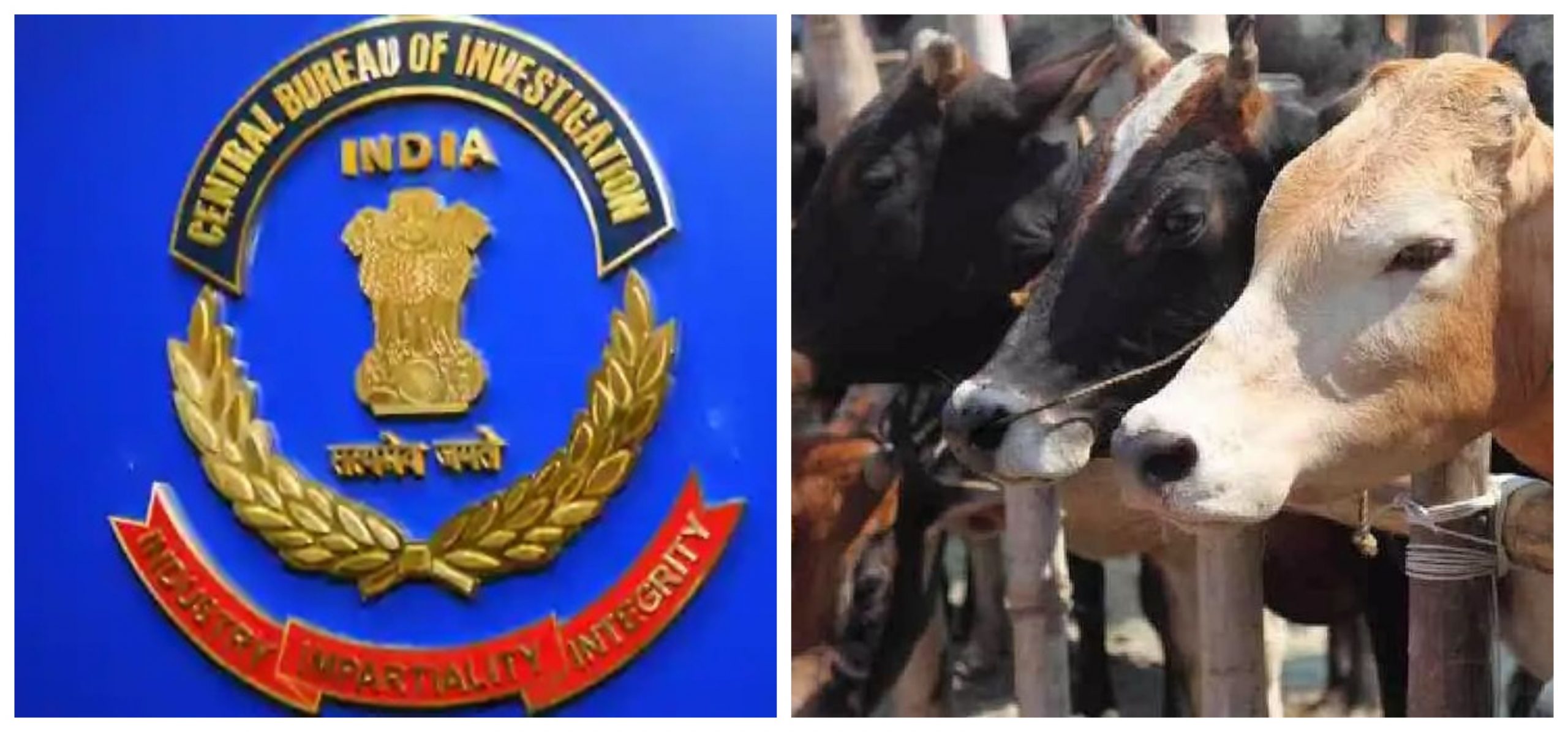 CBI Arrests Kingpin Of Indo-Bangladesh Border Cattle Smuggling Racket ...