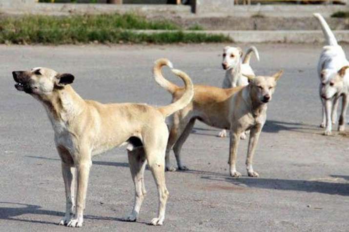 UP: 4-year-old girl killed, two others injured by street dogs in Bijnor