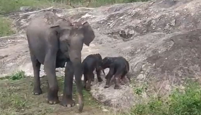 Bandipur Tiger Reserve sees rare twin elephant birth