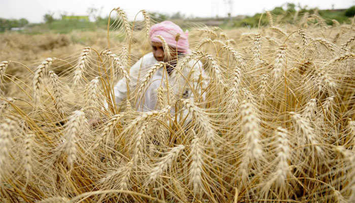 Domestic wheat prices fall up to 8 per cent after India bans exports