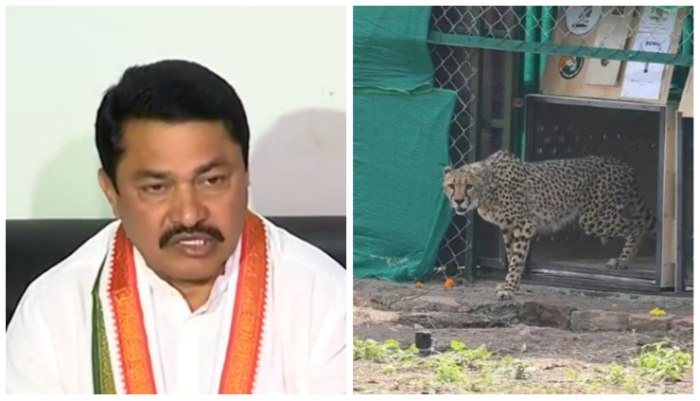 Congress leader Nana Patole says Centre 'deliberately' brought Namibian cheetahs to spread lumpy skin disease in India