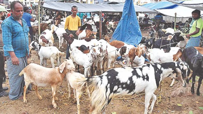 FIFA World Cup: West Bengal govt supplying meat to Qatar during the ...