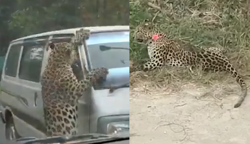 Leopard attacks 16 people in Jorhat in Assam, tranquilized and captured