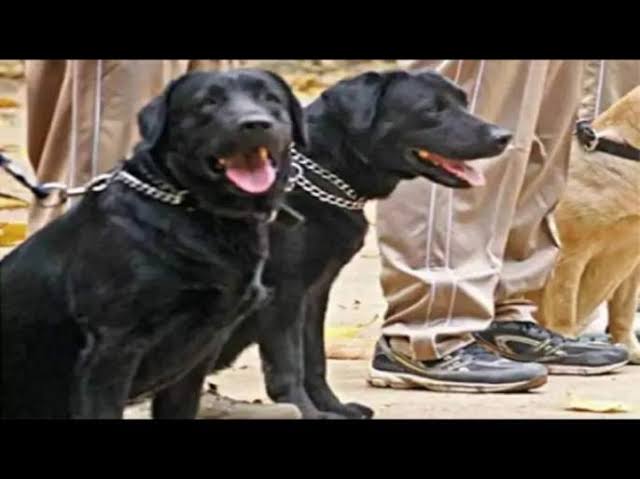 BSF orders court of inquiry after a sniffer dog gets pregnant