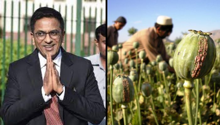 SC grants bail to 'small-time peddler' Sabir who was caught with 8 kg of illegally farmed opium