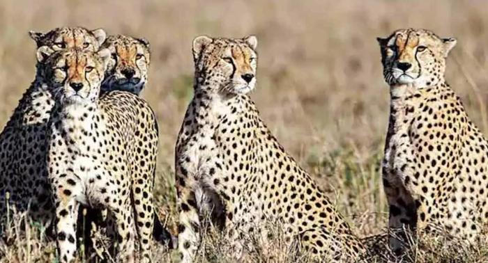 Cheetahs reintroduced from Namibia, South Africa to India now have ...