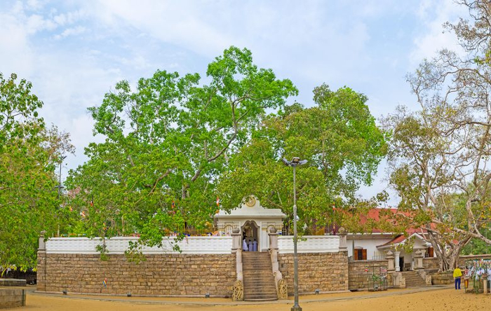 Toxic acids from China-funded Norochcholai coal power plant could affect Maha Bodhi tree in Sri Lanka: Report