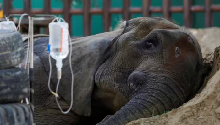 Pakistan: Ailing elephant dies in Karachi zoo