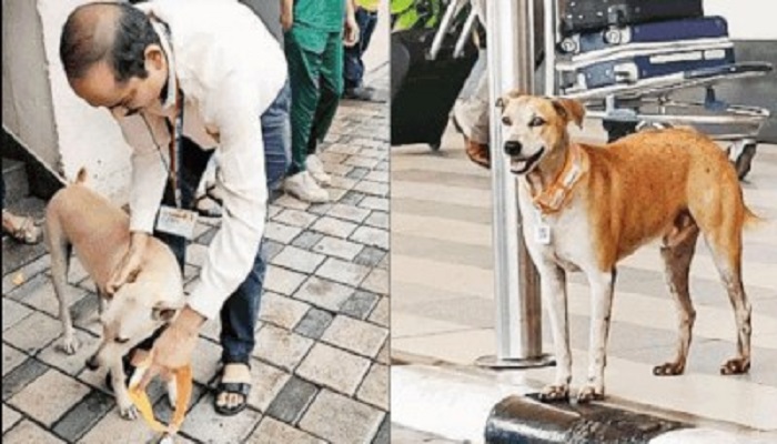 Aadhar' cards with QR codes given to 20 stray dogs outside Mumbai Airport