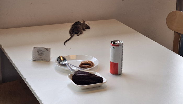 Dead rat dropped from the ceiling at IKEA's food court: Customers left horrified