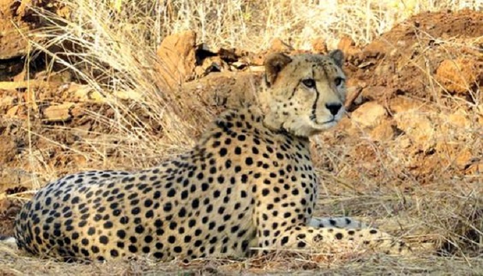 Cheetah project on the right path to becoming succesful: Govt report