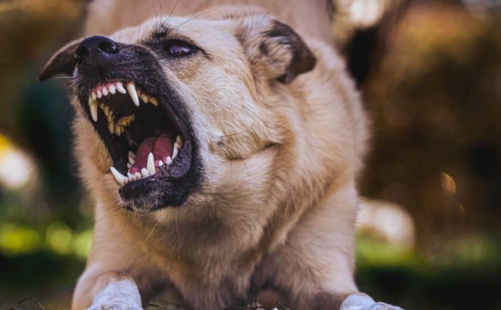 Ghaziabad rabies death: Accused woman yet to produce vaccination certificate of all her pets, locals scared of stray dogs