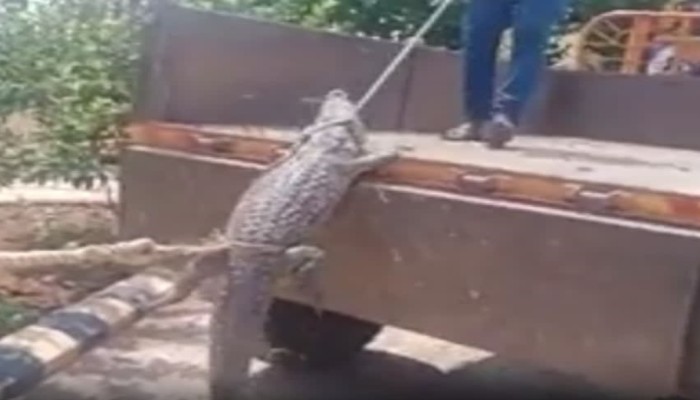 Karnataka: Protesting farmers take crocodile to power supply office in Vijayapura