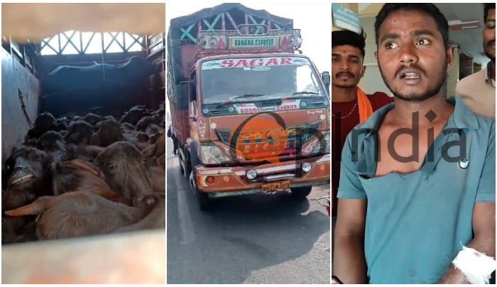 Satara: Gorakshak attacked with sharp knife as he stopped truck carrying cattle illegally