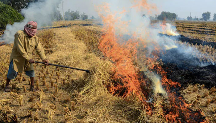 After a brief halt during Supreme Court hearing, stubble burning in Punjab is back with a vengeance as Delhi chokes