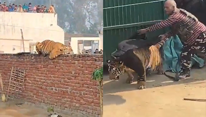 Tigeress resting on a wall in UP's Pilibhit creates a frenzy, massive ...