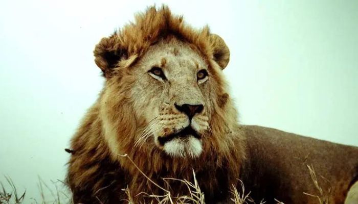 VHP moves Calcutta HC after forest officials named lioness 'Sita' and keep it with lion 'Akbar'