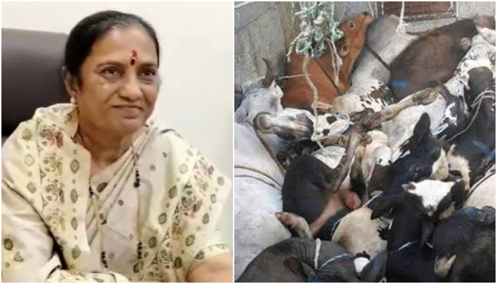 Maharashtra BJP shares audio, slams INC MP Shobha Bachhav for 'supporting cow slaughter' on Eid, says it is payback for Muslim votes