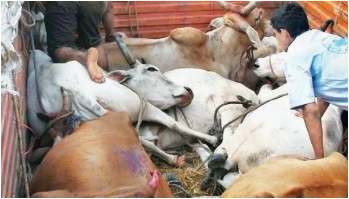 Cow smuggling racket busted in UP's Chandauli, 6 arrested for looting a cattle-loaded truck