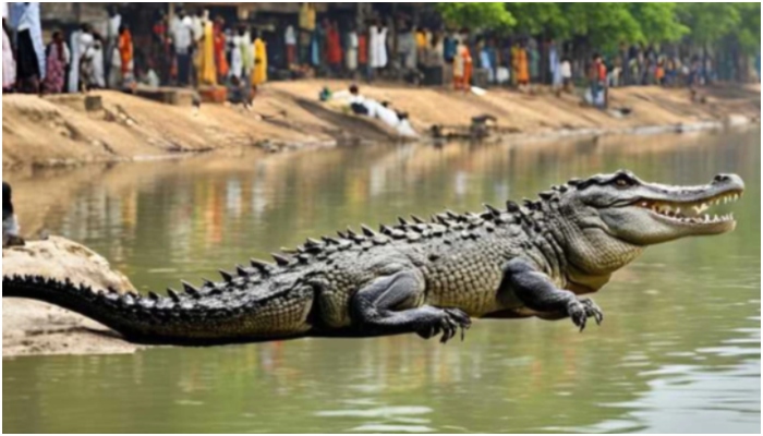 Monsoon floods, and crocodiles roaming all over Vadodara: What is it about the city that these creatures love so much? Explained here