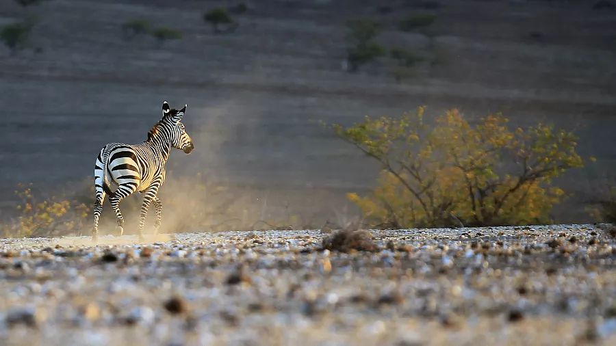 Namibia to cull 700 wild animals, including elephants and zebras, to avert deepening hunger crisis