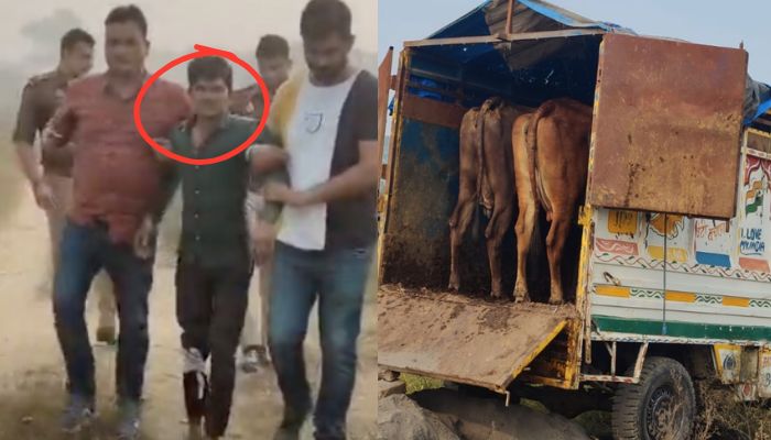 Five cow smugglers arrested in Muzaffarnagar, Uttar Pradesh, after a shootout