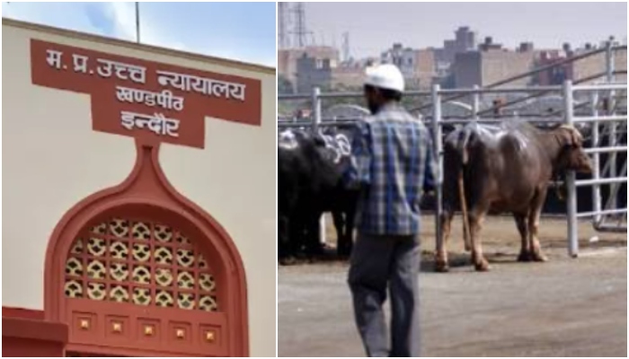 Slaughterhouses cannot be banned because Mandsaur city is a religious place: MP High Court